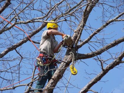 Potatura Albero in Treeclimbing