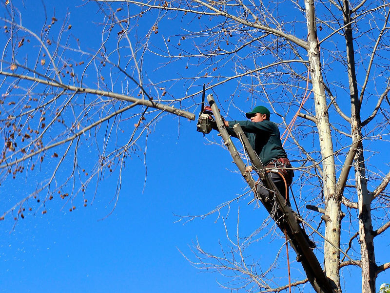 Cura dell'Albero con Accesso in Pianta mediante Fune