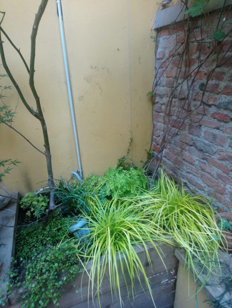 Carex, Heuchera, Mulenbeckia, Ficus Pumila