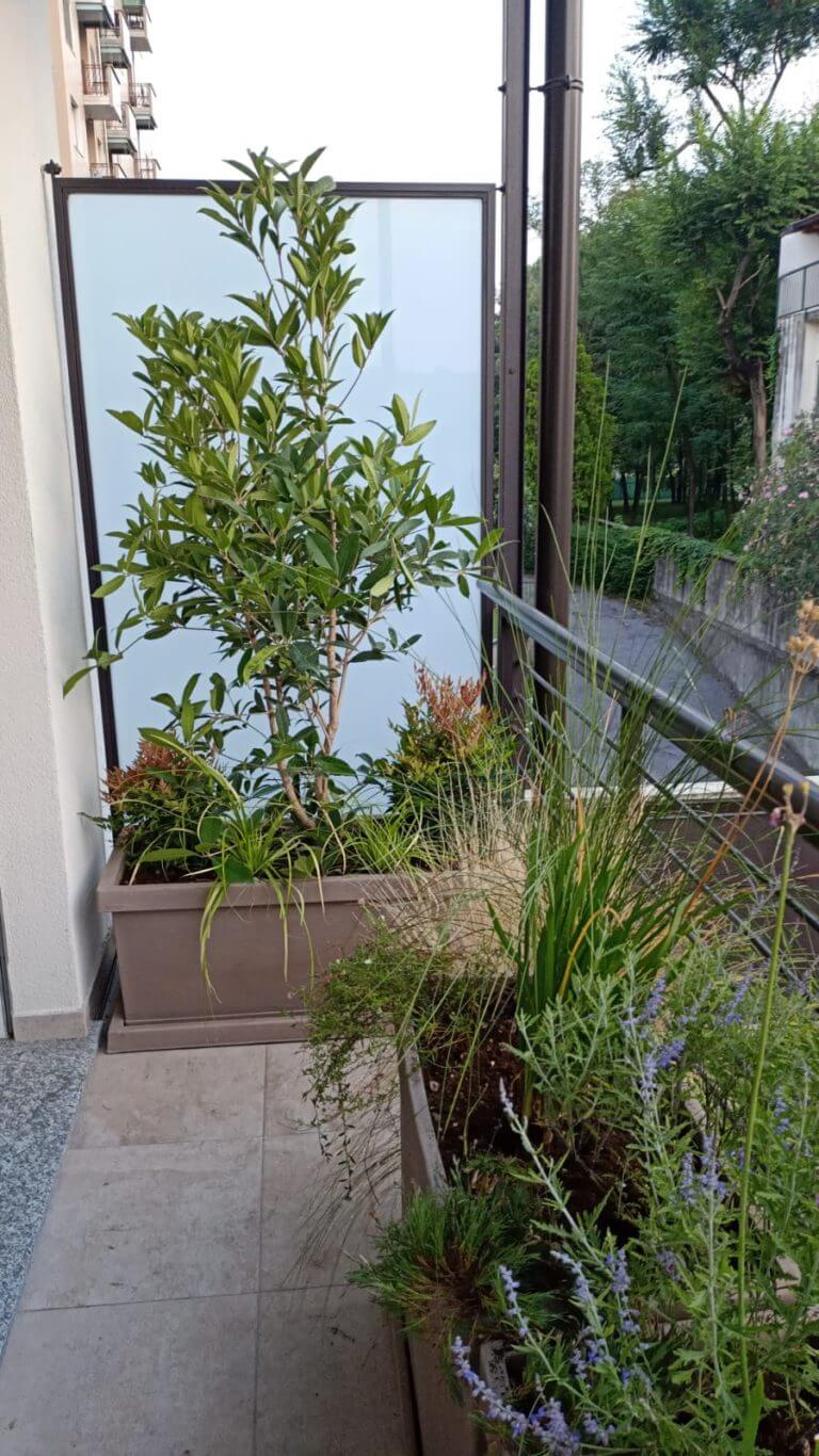 Profumo e Colore con Osmanto Nandina e Carex Everillo