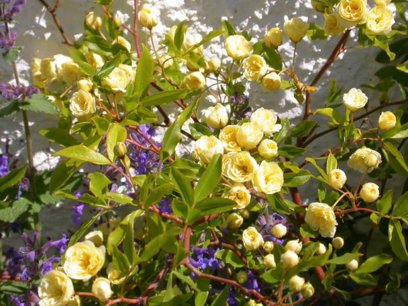 Rosa banskiae Lutea